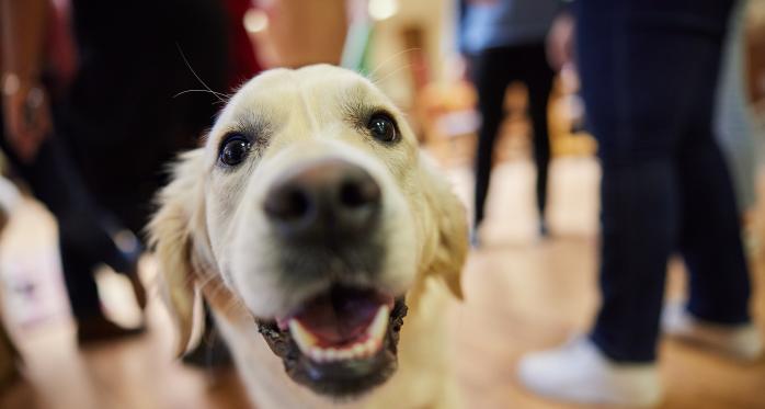 Ellie the golden retriever smiling