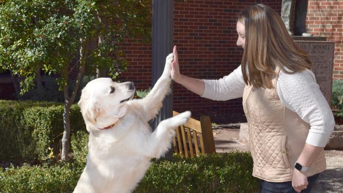 Ellie the golden retriever gives Brittany a high five